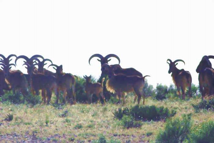 Texas Exotic Hunting Safaris With All Seasons Guide Service.