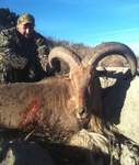 Free Range Aoudad Sheep Hunting. Guided Hunts Texas Bighorn Sheep Hunting.