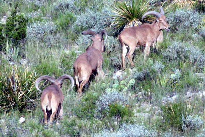 Texas Exotic Hunting Safaris With All Seasons Guide Service.