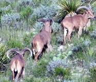 Free Range Aoudad Sheep Hunting. Guided Hunts Texas Bighorn Sheep Hunting.