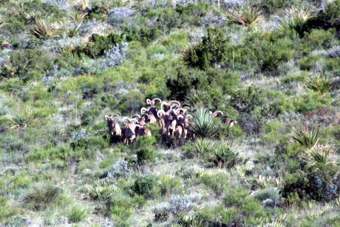 Texas Exotic Hunting Safaris With All Seasons Guide Service.