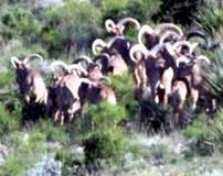 Free Range Aoudad Sheep Hunting. Guided Hunts Texas Bighorn Sheep Hunting.