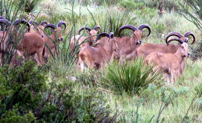 Texas Exotic Hunting Safaris With All Seasons Guide Service.