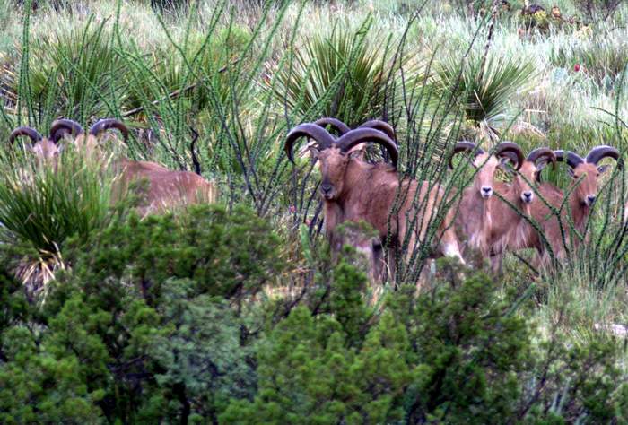 Texas Exotic Hunting Safaris With All Seasons Guide Service.