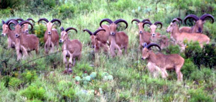Texas Exotic Hunting Safaris With All Seasons Guide Service.