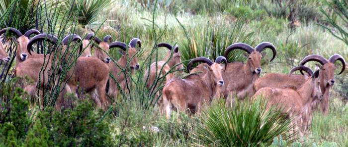 Texas Exotic Hunting Safaris With All Seasons Guide Service.