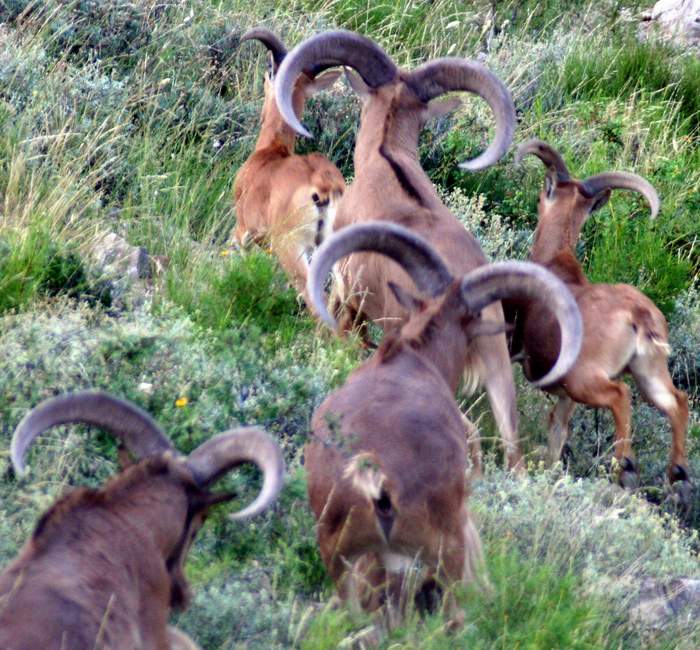 Texas Exotic Hunting Safaris With All Seasons Guide Service.