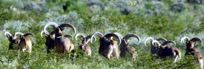 Texas Exotic Hunting Safaris With All Seasons Guide Service.