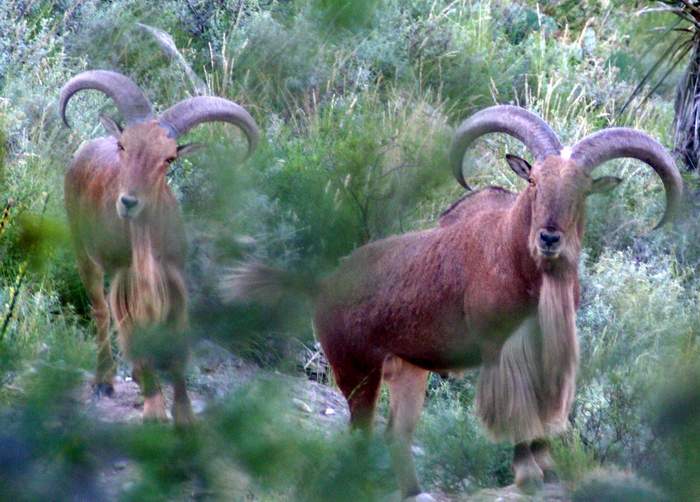 Texas Exotic Hunting Safaris With All Seasons Guide Service.