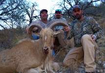 Free Range Aoudad Sheep Hunting. Guided Hunts Texas Bighorn Sheep Hunting.