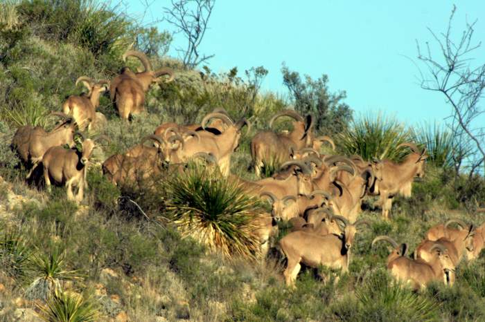 Texas Exotic Hunting Safaris With All Seasons Guide Service.