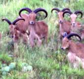 Free Range Aoudad Sheep Hunting. Guided Hunts Texas Bighorn Sheep Hunting.